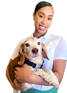 Winchester, a beagle and the mascot of Best Texas House Buyers, symbolizing the company’s friendly and trustworthy approach to cash home-buying in Dallas, Texas
