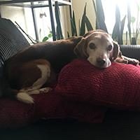 Winchester, a beagle and the mascot of Best Texas House Buyers, symbolizing the company’s friendly and trustworthy approach to cash home-buying in Dallas, Texas